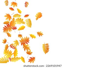 Oak, maple, wild ash rowan leaves vector, autumn foliage on white background. Red orange gold oak dry autumn leaves. Flying tree foliage fall season specific background.