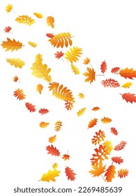Oak, maple, wild ash rowan leaves vector, autumn foliage on white background. Red orange gold ash and oak autumn leaves. Abstract tree foliage vector september seasonal background.