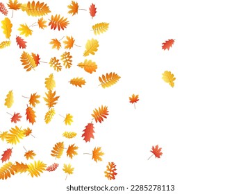 Oak, maple, wild ash rowan leaves vector, autumn foliage on white background. Red gold yellow rowan and oak autumn leaves. Vivid tree foliage october background graphics.