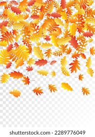 Oak, maple, wild ash rowan leaves vector, autumn foliage on transparent background. Red orange yellow sorb dry autumn leaves. Romantic tree foliage vector october season specific background.