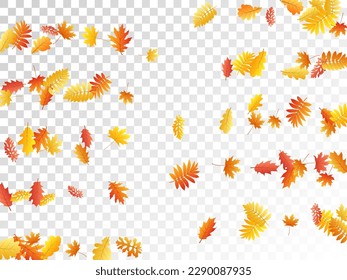 Oak, maple, wild ash rowan leaves vector, autumn foliage on transparent background. Red orange yellow wild ash dry autumn leaves. Garden tree foliage vector october season specific background.