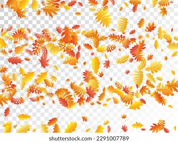 Oak, maple, wild ash rowan leaves vector, autumn foliage on transparent background. Red orange yellow wild ash dry autumn leaves. Forest tree foliage fall season specific background pattern.