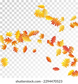 Oak, maple, wild ash rowan leaves vector, autumn foliage on transparent background. Red orange gold wild ash dry autumn leaves. Romantic tree foliage november season specific background.