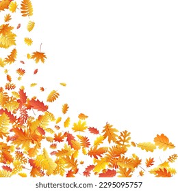 Oak, maple, wild ash rowan leaves vector, autumn foliage on white background. Red orange gold sorb dry autumn leaves. Detailed tree foliage vector fall season specific background.