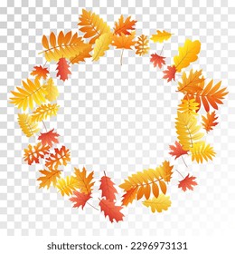 Eiche, Ahorn, wilde Aschenbrauenblätter, Vektorgrafik, Herbstblätter auf transparentem Hintergrund. Rotgoldgelbe Rasen und Herbstblätter aus Eiche. Nahaufnahme von Blattpflanzen, Vektorgrafik November, saisonaler Hintergrund.