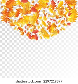 Oak, maple, wild ash rowan leaves vector, autumn foliage on transparent background. Red orange yellow sorb dry autumn leaves. Rich tree foliage vector september season specific background.