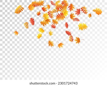 Oak, maple, wild ash rowan leaves vector, autumn foliage on transparent background. Red gold yellow rowan dry autumn leaves. Biological tree foliage fall season specific background.