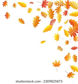 Oak, maple, wild ash rowan leaves vector, autumn foliage on white background. Red orange yellow oak dry autumn leaves. Rich tree foliage october season specific background.