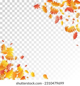 Oak, maple, wild ash rowan leaves vector, autumn foliage on transparent background. Red orange yellow sorbus dry autumn leaves. Vivid tree foliage october background pattern.