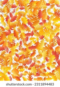 Roble, arce, rowan de ceniza salvaje vector, follaje otoñal sobre fondo transparente. Cenizas amarillas rojas y hojas otoñales de roble. Vector de follaje natural de árboles en octubre de fondo estacional.