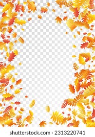 Eiche, Ahorn, wilde Aschenbrauenblätter, Vektorgrafik, Herbstblätter auf transparentem Hintergrund. Roter orangefarbener Goldrowan und Herbstblätter aus Eiche. Fancy Baum Laub Herbst Saison spezifische Hintergrundmuster.
