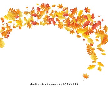 Oak, maple, wild ash rowan leaves vector, autumn foliage on white background. Red gold yellow ash and oak autumn leaves. Flying tree foliage fall season specific background pattern.