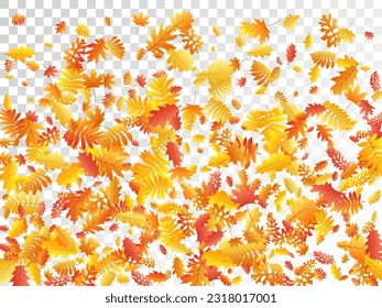 Oak, maple, wild ash rowan leaves vector, autumn foliage on transparent background. Red gold yellow rowan dry autumn leaves. Abstract tree foliage vector october season specific background.