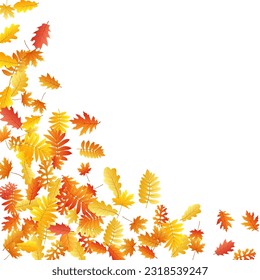 Oak, maple, wild ash rowan leaves vector, autumn foliage on white background. Red gold yellow wild ash dry autumn leaves. Nostalgic tree foliage vector september seasonal background.