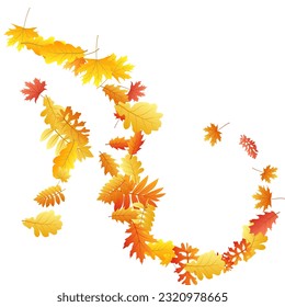 Oak, maple, wild ash rowan leaves vector, autumn foliage on white background. Red gold yellow ash and oak autumn leaves. Vivid tree foliage vector october seasonal background.