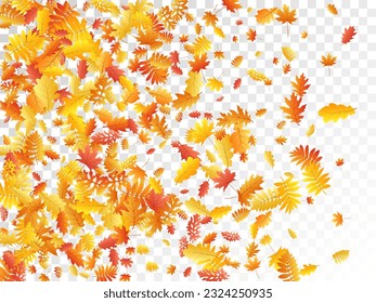 Oak, maple, wild ash rowan leaves vector, autumn foliage on transparent background. Red gold yellow sorb dry autumn leaves. Abstract tree foliage fall season specific background pattern.