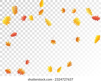 Oak, maple, wild ash rowan leaves vector, autumn foliage on transparent background. Red orange yellow sorb dry autumn leaves. Isolated tree foliage vector october seasonal background.