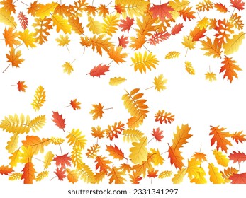Roble, arce, rowan de ceniza salvaje vector, follaje otoñal sobre fondo blanco. Hojas de otoño secas de roble amarillo rojo anaranjado. Hermosa vegetación arbolada vectorial otoño de fondo específico de la temporada.