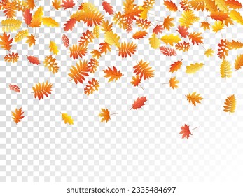 Oak, maple, wild ash rowan leaves vector, autumn foliage on transparent background. Red orange yellow oak dry autumn leaves. Forest tree foliage vector september seasonal background.