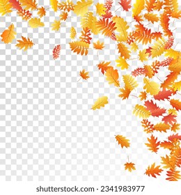 Oak, maple, wild ash rowan leaves vector, autumn foliage on transparent background. Red orange gold sorbus dry autumn leaves. Vivid tree foliage november season specific background.