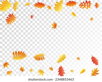 Oak, maple, wild ash rowan leaves vector, autumn foliage on transparent background. Red orange gold oak dry autumn leaves. Forest tree foliage vector november seasonal background.