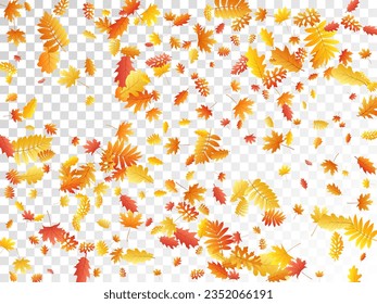 Oak, maple, wild ash rowan leaves vector, autumn foliage on transparent background. Red orange yellow sorbus dry autumn leaves. Fantastic tree foliage vector november season specific background.