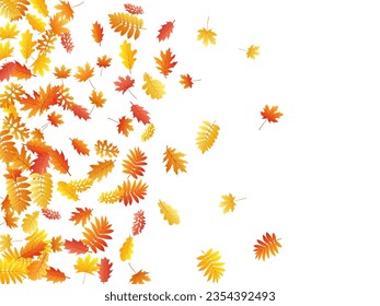 Oak, maple, wild ash rowan leaves vector, autumn foliage on white background. Red gold yellow sorb dry autumn leaves. Flying tree foliage vector october season specific background.