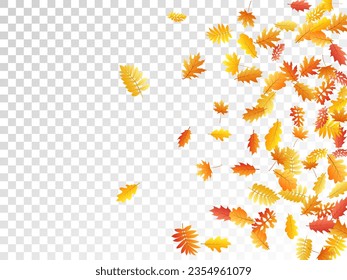 Oak, maple, wild ash rowan leaves vector, autumn foliage on transparent background. Red orange gold rowan and oak autumn leaves. Fancy tree foliage october season specific background.