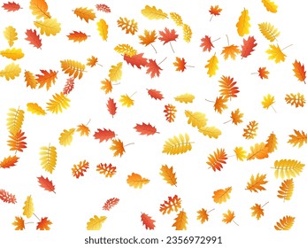 Oak, maple, wild ash rowan leaves vector, autumn foliage on white background. Red orange gold sorb dry autumn leaves. Biological tree foliage october background graphics.