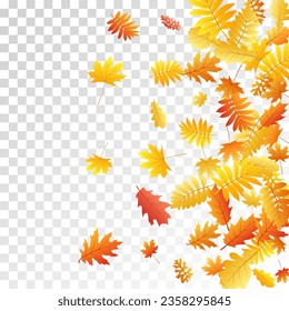 Oak, maple, wild ash rowan leaves vector, autumn foliage on transparent background. Red orange yellow sorb dry autumn leaves. Flying tree foliage vector october seasonal background.