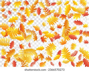Eiche, Ahorn, wilde Aschenbrauenblätter, Vektorgrafik, Herbstblätter auf transparentem Hintergrund. Rotgoldgelbe Asche und Herbstblätter aus Eiche. Helles Laubblatt im Oktober, saisonaler Hintergrund.