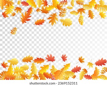 Oak, maple, wild ash rowan leaves vector, autumn foliage on transparent background. Red orange yellow sorb dry autumn leaves. Fancy tree foliage fall season specific background graphics.