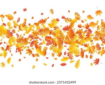 Oak, maple, wild ash rowan leaves vector, autumn foliage on white background. Red gold yellow sorb dry autumn leaves. Nostalgic tree foliage vector fall season specific background.