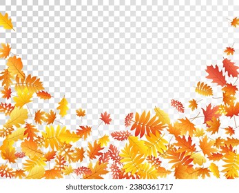 Roble, arce, rowan de ceniza salvaje vector, follaje otoñal sobre fondo transparente. Cenizas amarillas rojas y hojas otoñales de roble. Follaje de árbol brillante patrón de fondo de octubre.