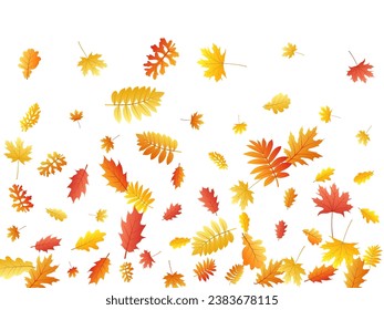 Oak, maple, wild ash rowan leaves vector, autumn foliage on white background. Red gold yellow wild ash dry autumn leaves. Nostalgic tree foliage vector fall season specific background.