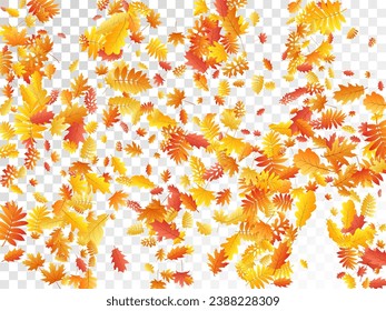 Oak, maple, wild ash rowan leaves vector, autumn foliage on transparent background. Red orange gold rowan dry autumn leaves. Chic tree foliage vector september seasonal background.