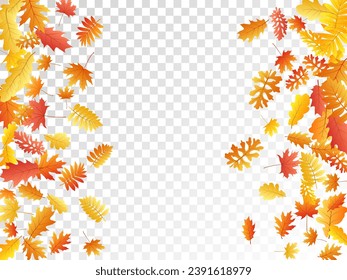 Oak, maple, wild ash rowan leaves vector, autumn foliage on transparent background. Red orange gold sorbus dry autumn leaves. Falling tree foliage november seasonal background.