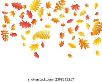 Oak, maple, wild ash rowan leaves vector, autumn foliage on white background. Red gold yellow sorbus dry autumn leaves. Vivid tree foliage november season specific background.