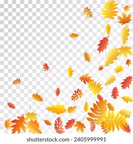 Oak, maple, wild ash rowan leaves vector, autumn foliage on transparent background. Red orange yellow sorb dry autumn leaves. Chic tree foliage november seasonal background.