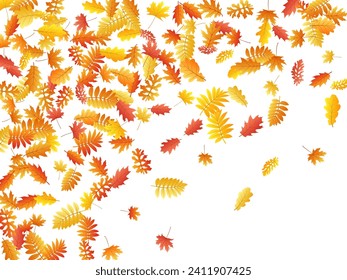 Oak, maple, wild ash rowan leaves vector, autumn foliage on white background. Red orange gold sorbus dry autumn leaves. Forest tree foliage fall season specific background.