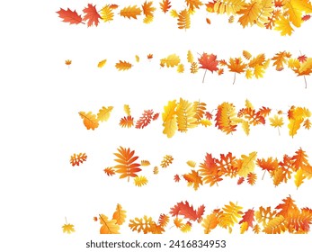 Oak, maple, wild ash rowan leaves vector, autumn foliage on white background. Red orange gold rowan dry autumn leaves. Floral tree foliage october season specific background.
