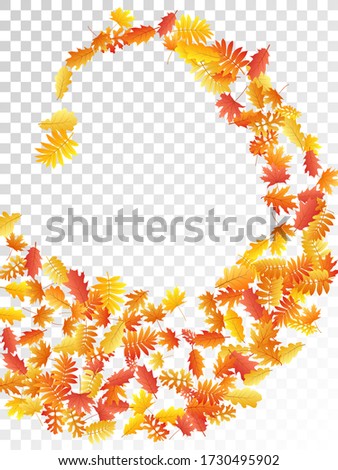 Oak, maple, wild ash rowan leaves vector, autumn foliage on transparent background. Red orange gold sorbus dry autumn leaves. Abstract tree foliage november seasonal background.