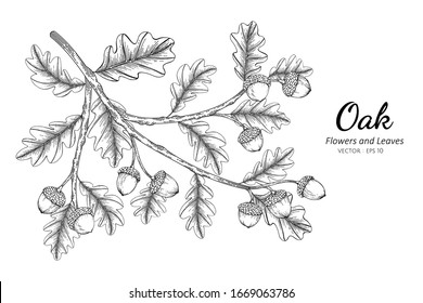 Oak nut and leaf drawing illustration with line art on white backgrounds.