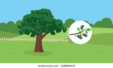 Eiche auf Naturhintergrund