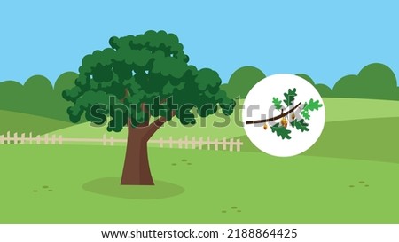 oak on the background of nature