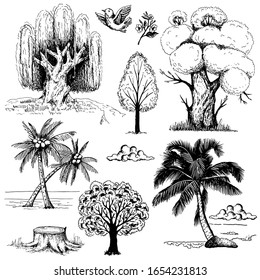 Oak, palm, willow, poplar, maple trees. Set of hand drawn outline illustrations