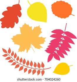 Oak, rowan, apple tree, birch, maple, alder leaves silhouettes, autumn plants discolor to yellow, red, orange. Vector symbols, decorative elements for seasonal greeting card, poster. Back to school.