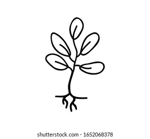 Oak seed vector illustration icon, Sprout logo design template with hand drawn style.