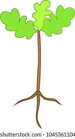 Oak seedling with three green leaves and root system on white background