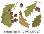 Oak. Set of acorns and oak leaves. Vector illustration.